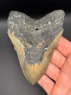 Megalodon - Fossiele tand - Carcharias megalodon - 12.4 cm -, Verzamelen, Mineralen en Fossielen