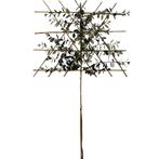 Lei-olijfwilg - Elaeagnus Ebbingei - Omtrek: 4-8 cm | Hoogte, Tuin en Terras, Ophalen of Verzenden