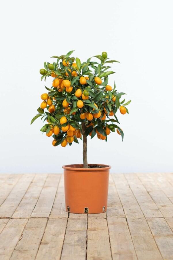 Citrus Kumquat / Fortunella Margarita ministam 40-60 cm, Tuin en Terras, Planten | Tuinplanten