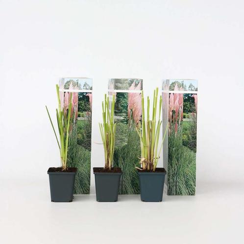 Cortaderia selloana - Set van 3 - Siergras - Roze, Tuin en Terras, Planten | Tuinplanten, Verzenden