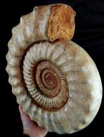 Ammoniet - Gefossiliseerd dier - Kranaosphinctes roedereri, Verzamelen, Mineralen en Fossielen