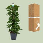 Scindapsus (Epipremnum) - Ø24cm - 120cm, Verzenden, Nieuw