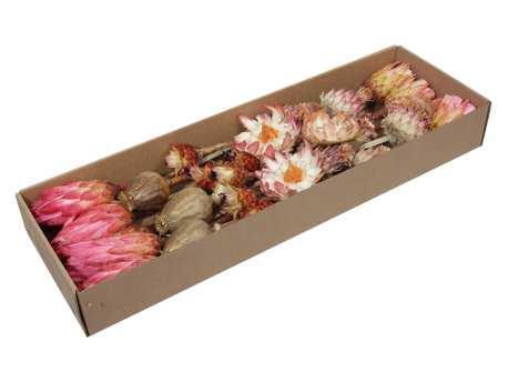 Protea exotic assortiment - naturel (doos van 30 stuks) –, Huis en Inrichting, Woonaccessoires | Kunstplanten en Kunstbloemen