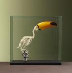 Reuzentoekan Skelet Taxidermie Opgezette Dieren By Max, Verzamelen, Dierenverzamelingen, Ophalen of Verzenden, Nieuw, Vogel, Opgezet dier