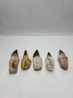 Mosasaurus - Fossiele tanden (Zonder Minimumprijs)