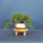 Jeneverbes bonsai (Juniperus) - Hoogte (boom): 9 cm - Diepte