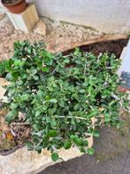 Bonsai van olijf - Geen reserve - Hoogte (boom): 30 cm -