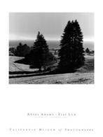 Kunstdruk Ansel Adams - Pinetrees 60x80cm, Nieuw, Verzenden