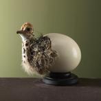 Struisvogel in Ei Taxidermie Opgezette Dieren By Max, Verzamelen, Ophalen of Verzenden, Nieuw, Vogel, Opgezet dier