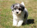 Leuke Gezelschapshondjes., Dieren en Toebehoren, Nederland, Parvo, Overige rassen, 8 tot 15 weken