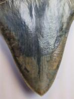 Megalodon - Fossiele tand - 13 cm