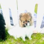 Raszuivere mini teefjes pomeranian pomeriaan bear face, Parvo, Keeshond, 8 tot 15 weken, Teef