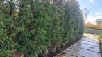 Grote coniferen, Thuja occidentalis Brabant 300-350 cm