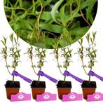 Salix Caradoc + pot 9cm 4 pcs, Verzenden, Volle zon