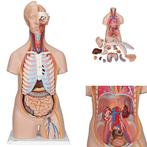 Anatomie model torso met organen, unisex, 16-delig, 87cm, Nieuw, Verzenden