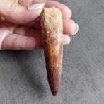 Dinosaurus - Fossiele tand - Sehr großer Spinosaurus, Verzamelen, Mineralen en Fossielen