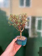 Jade bonsai (Crassula/Portulacaria) - Hoogte (boom): 22 cm -, Antiek en Kunst