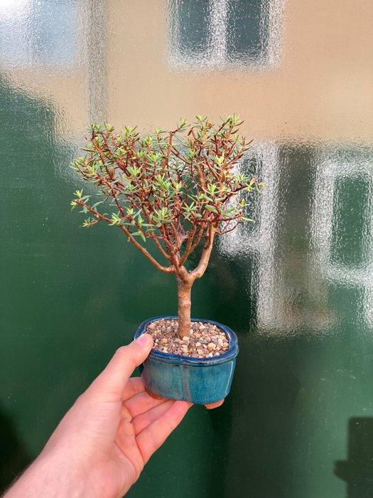 Jade bonsai (Crassula/Portulacaria) - Hoogte (boom): 22 cm -, Antiek en Kunst, Curiosa en Brocante