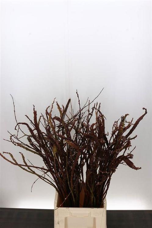 Salix bandwilg (sekka) - mooie platte wilgentakken, Hobby en Vrije tijd, Knutselen, Nieuw, Ophalen of Verzenden