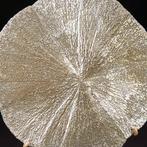 Pyriet Zon of Pyriet Dollar Natuurlijke zeldzame