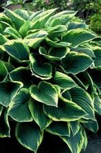 Hosta Hosta fortunei Aureomarginata 5-10 Pot P9