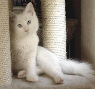 Sisaltouw krabpaal voor kat / poes touw 8mm, Dieren en Toebehoren, Katten-accessoires, Nieuw, Verzenden