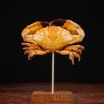 Zwartklauwkrab - Basis van hout en messing Taxidermie, Nieuw