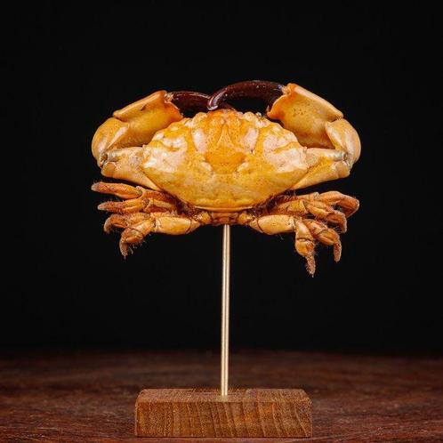Zwartklauwkrab - Basis van hout en messing Taxidermie, Verzamelen, Dierenverzamelingen