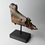 Paard - Fossiele schedel - Equus ferus - 16.5 cm - 9.5 cm