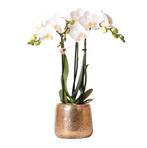 Kolibri Orchids | witte Phalaenopsis orchidee – Amabilis + L, Verzenden