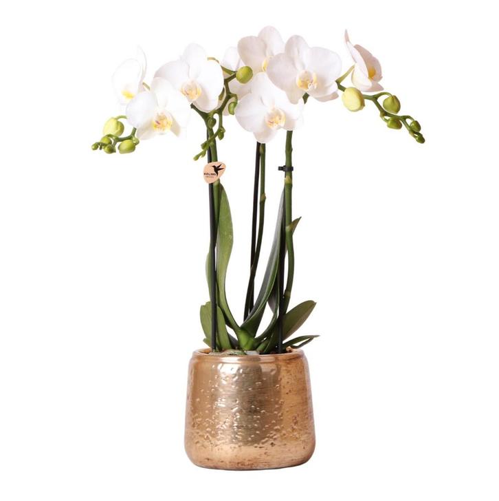Kolibri Orchids | witte Phalaenopsis orchidee – Amabilis + L, Tuin en Terras, Bloembollen en Zaden, Verzenden