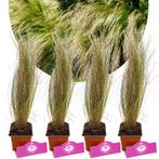 Stipa tenuissima Ponytails + Pot 9cm 4 stuks, Verzenden, Halfschaduw