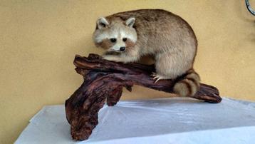 Wasbeer Taxidermie volledige montage - Procyon lotor - dans beschikbaar voor biedingen