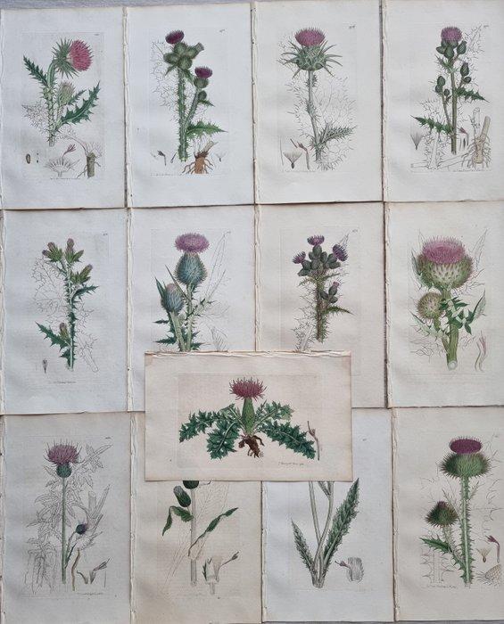 James Edward Smith (1759/ 1828) - James Sowerby (1757/ 1822), Antiek en Kunst, Antiek | Boeken en Bijbels