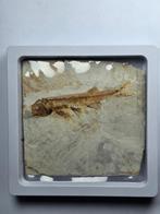 Vis - Gefossiliseerd dier - Lycoptera - 11 cm (Zonder, Verzamelen, Mineralen en Fossielen