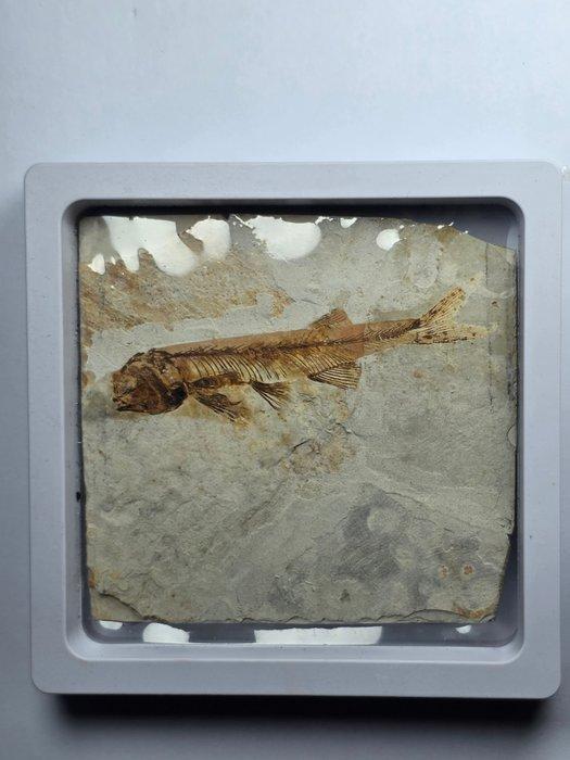 Vis - Gefossiliseerd dier - Lycoptera - 11 cm (Zonder, Verzamelen, Mineralen en Fossielen