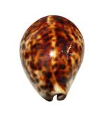 Mammoet formaat!!!  COLLECTORS ITEM  Tijger Kauri Cypraea, Nieuw
