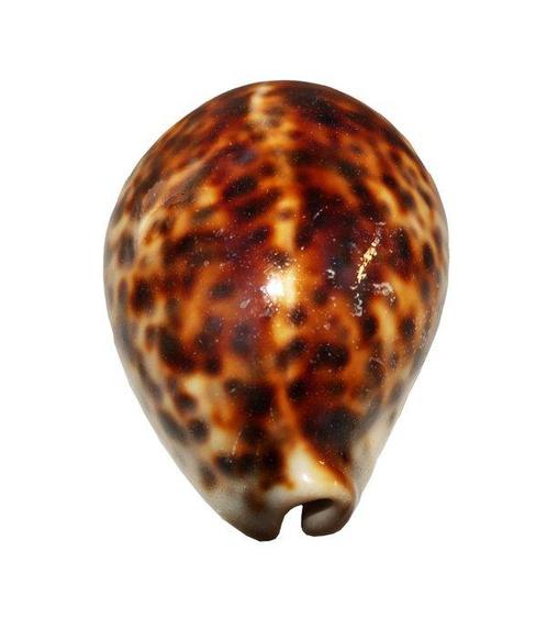 Mammoet formaat!!!  COLLECTORS ITEM  Tijger Kauri Cypraea, Verzamelen, Dierenverzamelingen