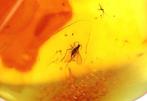 Authentieke Baltische amber met fossiele, Nieuw