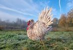 Beeldje - Lifelike Turkey - IJzer, Metaal, Antiek en Kunst