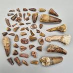 Ongedetermineerde collectie - Fossiele tand - Dinosaur:, Verzamelen, Mineralen en Fossielen