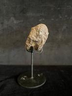 Dinosaurus - Fossiel bot - Ankylosaure - 6.5 cm - 7.5 cm, Verzamelen