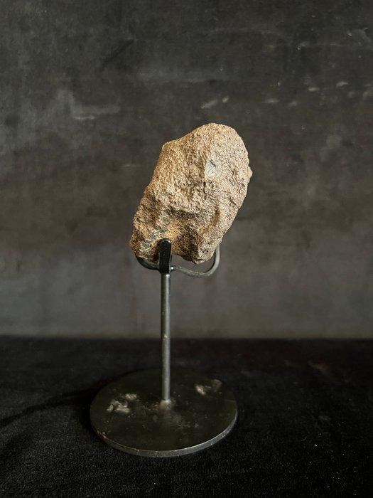 Dinosaurus - Fossiel bot - Ankylosaure - 6.5 cm - 7.5 cm, Verzamelen, Mineralen en Fossielen