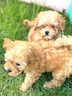 Uniek mini maltipoo f1 b teefjes , maltipoo x toy poedel, Dieren en Toebehoren, Honden | Chihuahua's en Gezelschapshonden, Parvo