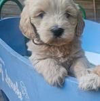 Doodledream Doodletjes, Dieren en Toebehoren, Honden | Retrievers, Spaniëls en Waterhonden, Parvo, Nederland, Overige rassen, 8 tot 15 weken