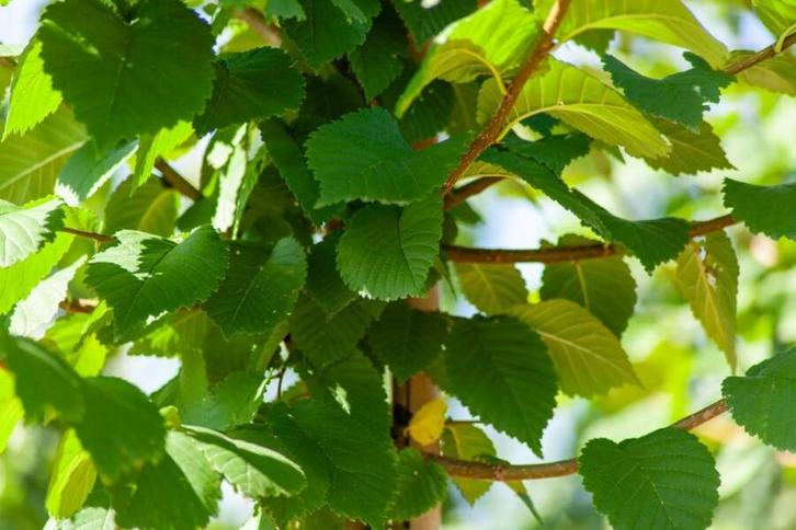 Ulmus glabra meerstammig 300-350, Tuin en Terras, Planten | Tuinplanten