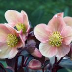 Helleborus orientalis - Potmaat 9x9 cm, Ophalen of Verzenden
