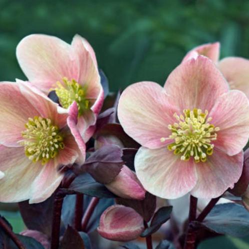 Helleborus orientalis - Potmaat 9x9 cm, Tuin en Terras, Planten | Tuinplanten, Ophalen of Verzenden