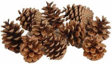 Dennenappel Oostenrijkers Bulk 10 kg, Hobby en Vrije tijd, Knutselen, Nieuw, Ophalen of Verzenden