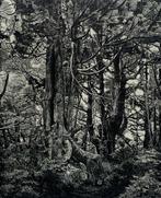 “Iron Forest” - First time on Catawiki - XL print - Ryota
